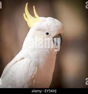 Frechen Kakadu Papagei Vogel in den australischen Busch Stockfoto