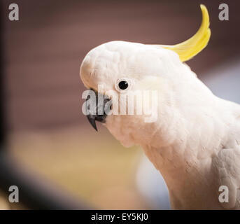 Frechen Kakadu Papagei Vogel in den australischen Busch Stockfoto