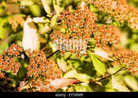 Makrofoto des Spiraea Japonica Früchte Stockfoto