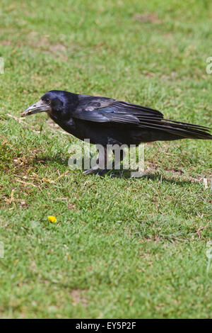 Turm (Corvus Frugilegus). Erwachsenen auf Futtersuche auf Weideland. Cambridgeshire.  Juni. Stockfoto