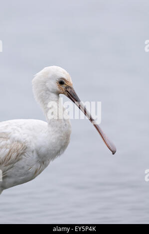 Porträt eurasische Löffler, Platalea Leucorodia, junge in einem Sumpf. Stockfoto