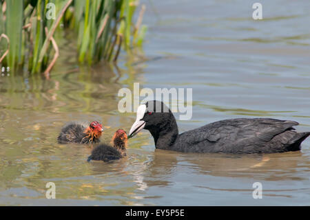 Eurasische Blässhuhn, Fulica Atra, horizontale Portrait eines Erwachsenen Fütterung zwei Küken in einem See. Stockfoto