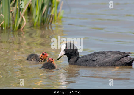 Eurasische Blässhuhn, Fulica Atra, horizontale Portrait eines Erwachsenen Fütterung zwei Küken in einem See. Stockfoto