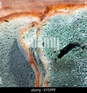 Schimmel wächst rasant auf verschimmelten Brot in grünen und weißen Sporen Stockfoto