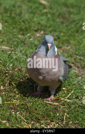 Woodpigeon (Columba Palumbus). Auf dem Boden auf Nahrungssuche unter Rasen Weide. Stockfoto