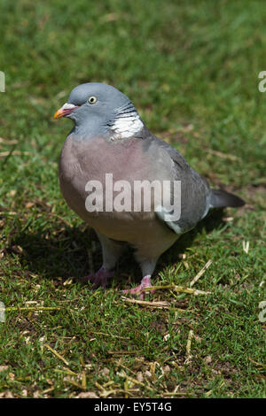 Woodpigeon (Columba Palumbus). Auf dem Boden auf Nahrungssuche unter Rasen Weide. Stockfoto