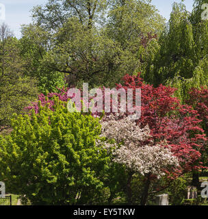 Verschiedene Bäume während der Beginn des Frühlings in Toronto zeigen viele verschiedene Farben Stockfoto