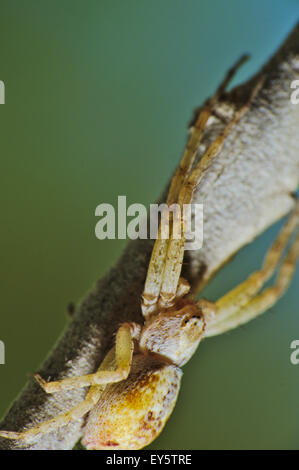 Makroaufnahme einer Philodromus Albidus (mit Krabben) Spinne auf einem Ast Stockfoto