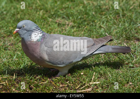 Woodpigeon (Columba Palumbus). Auf dem Boden auf Nahrungssuche und fressen sich von verschüttetem Getreide unter ausrangierte inländischen Vieh Stockfoto