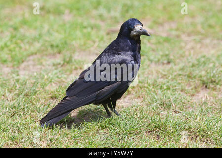 Turm (Corvus Frugilegus). Auf der Suche nach Lebensmitteln auf trockenen Sommerweide. Stockfoto