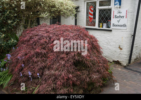 Lila blätterte Acer in einem Kleinstadt-Garten in einem Warenkorb Mews in Market Bosworth UK Stockfoto