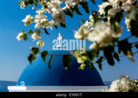 Griechisch-orthodoxe Kirche in Oia Santorini Blaue Kuppel Griechenland Bougainvillea alba, Europa Blick auf die blau gemalte Kuppel durch einen weißen blühenden Busch Stockfoto