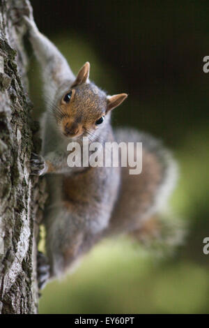 Grau-Eichhörnchen (Sciurus Carolinensis).  Seite aus einem Baumstamm festhalten. VEREINIGTES KÖNIGREICH. Stockfoto