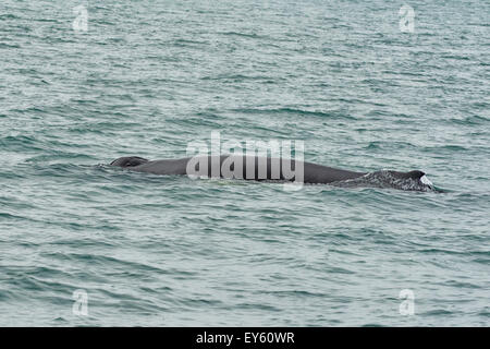 Buckelwal in der Nähe von Husavik, Island Stockfoto