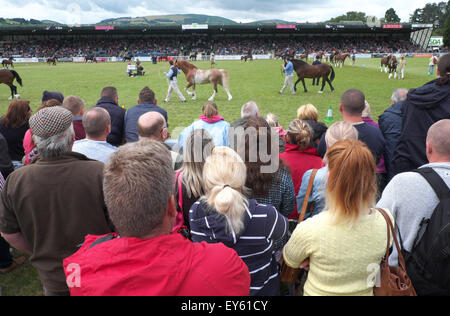 Builth Wells, Powys, Wales, UK. 22. Juli 2015. Tag 3 - Zuschauern das Pferd Wettbewerb in der Hauptarena am Tag3 auf der Royal Welsh Show zu urteilen. Die viertägige Veranstaltung zog mehr als 240.000 Besucher und 7.000 Tiere Einträge zu Europas größten Agrarmesse. Stockfoto