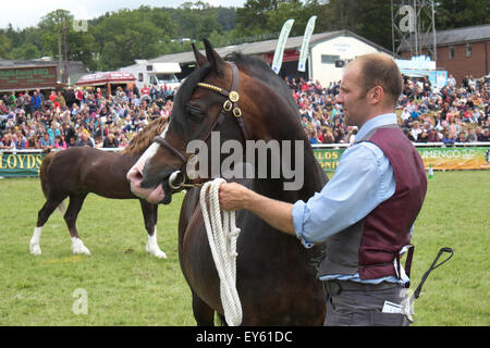 Builth Wells Powys, Wales, UK. 22. Juli 2015. Tag 3 - Royal Welsh Show ein Konkurrent mit seinem Pferd warten, bis die Richter in der Hauptarena vor eine große Menge von Zuschauern.  Die viertägige Veranstaltung zog mehr als 240.000 Besucher und 7.000 Tiere Einträge zu Europas größten Agrarmesse. Stockfoto