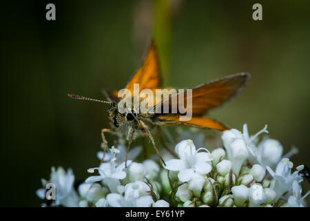 Großen Skipper Schmetterling (Ochlodes Venata) auf weiße Blume Stockfoto