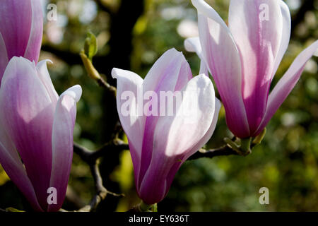 Eine blühende Rhododendren in voller Blüte. Stockfoto