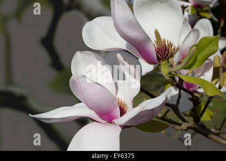 Eine blühende Rhododendren in voller Blüte. Stockfoto