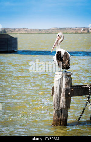 Pelikan sitzt auf alten hölzernen Pfosten an der Meeresküste in South Australia Stockfoto