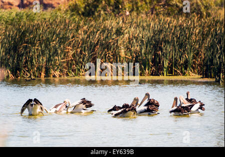 Schwarm Pelikane Tauchen für Fische in den Feuchtgebieten des Murray River, Australien Stockfoto