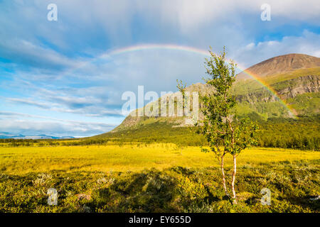 Berg-Birke und der Regenbogen Stockfoto