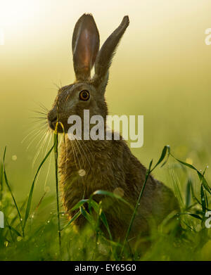 Ein Feldhase Gegenlicht durch Sonnenlicht am frühen Morgen Stockfoto