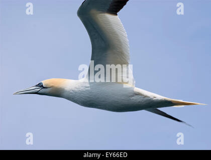 Ein Basstölpel th Eframe zu füllen, wie es über die Grasshoff Insel Sommer Brutkolonie in Wales fliegt Stockfoto