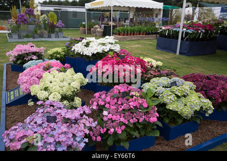 Knutsford, UK. 22. Juli 2015. Blumenschmuck im RHS Flower Show Tatton Park. Bildnachweis: Keith Larby/Alamy Live-Nachrichten Stockfoto