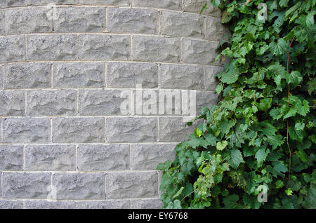 Grünen Efeu wächst auf einem Backstein-Silo. Stockfoto