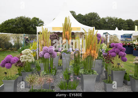 Knutsford, UK. 22. Juli 2015. Blumenschmuck im RHS Flower Show Tatton Park. Bildnachweis: Keith Larby/Alamy Live-Nachrichten Stockfoto