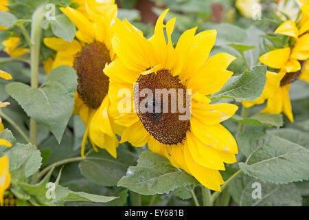 Knutsford, UK. 22. Juli 2015. Sonnenblume Anzeige bei der RHS Flower Show Tatton Park. Bildnachweis: Keith Larby/Alamy Live-Nachrichten Stockfoto