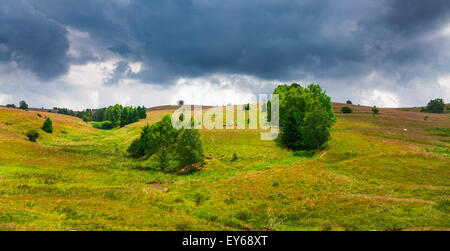 Kühe am Hang in Semenic Gebirge, Rumänien. Stockfoto