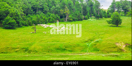 Schafherde im Alpenraum Semenic Gebirge, Rumänien. Stockfoto