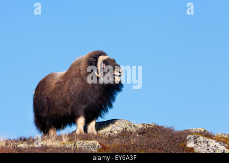 Moschusochsen Bull, Ovibos Moschatus im Dovrefjell Nationalpark, Dovre, Norwegen. Stockfoto