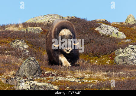 Moschusochsen Bull, Ovibos Moschatus im Dovrefjell Nationalpark, Dovre, Norwegen. Stockfoto