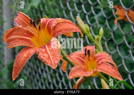 Zwei Blumen gekeimt Orange Taglilien (Hemerocallis Fulva) nach Regen mit Regentropfen auf die Blütenblätter durch ein Metallgitter Stockfoto