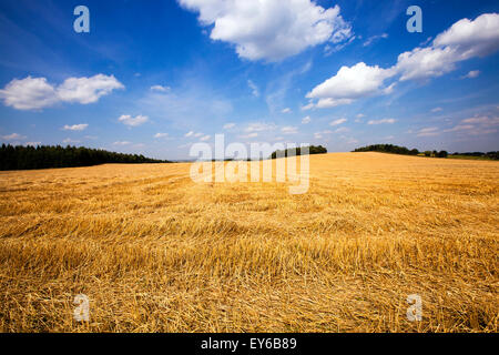 Landwirtschaftliches Feld Stockfoto