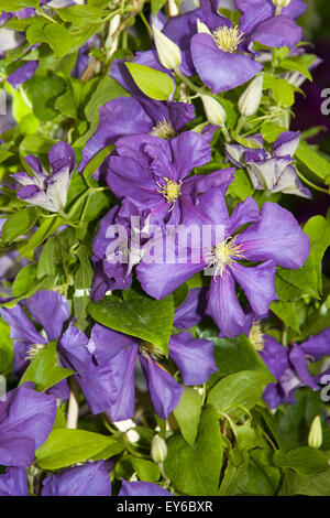 ZULU Tatton Park, Knutsford. Cheshire, UK 22. Juli 2015.   RHS Flower Show. Stockfoto