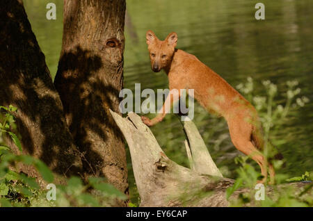 Wilder Hund Welpen Stockfoto