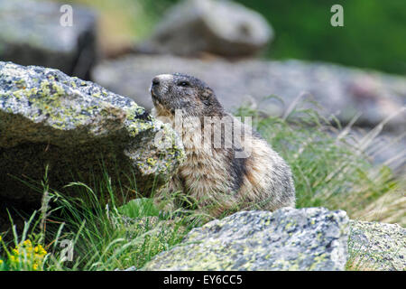 Alpine Murmeltier (Marmota Marmota) versteckt sich hinter Felsen in den Alpen Stockfoto