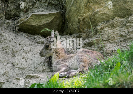 Alpensteinbock (Capra Ibex) junge ruht in Felswand in den Alpen Stockfoto