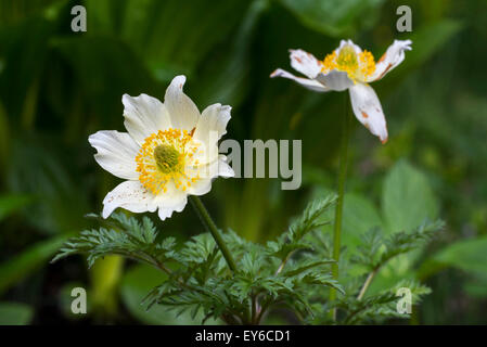 Alpine Pasqueflowers / Alpine Anemonen (Pulsatilla Alpina) in Blüte Stockfoto