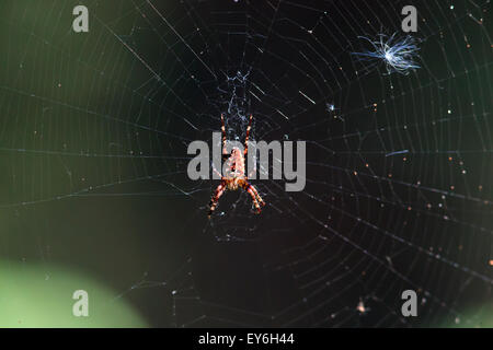 Araneus Diadematus, Europäische Kreuzspinne. Stockfoto