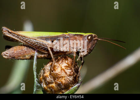 Chorthippus Dorsatus, Steppe Grasshopper. Insekt. Vielleicht ist dies ein anderes Taxon. Stockfoto