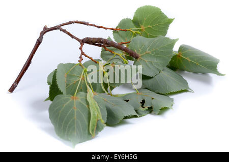 Geometridae, Geometer Motte. Denisovo. Oblast Rjasan, Pronsky Bereich. Russland. Stockfoto