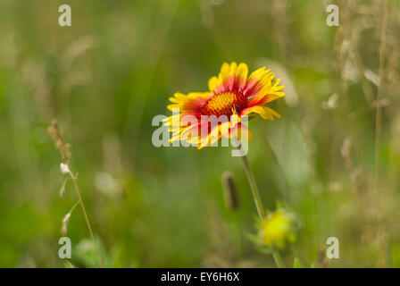 Schöne wilde indische Decke Blume in einem wilden Sommerwiese Stockfoto