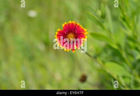 Einsame indische Decke Blume in einem wilden Sommerwiese Stockfoto