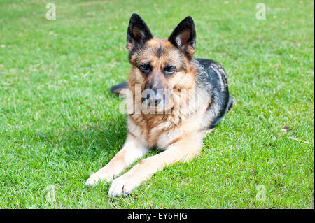 Deutsch Shepard Hund ruht in Rasen Stockfoto