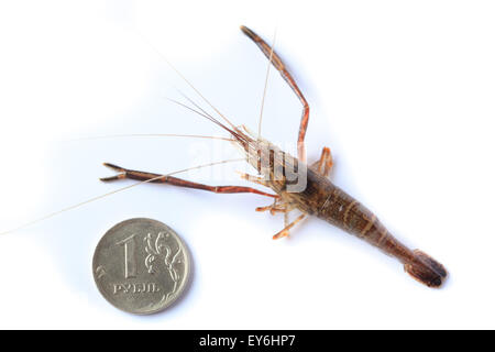 Macrobrachium Nipponense, Garnelen. Eingeführte Arten Denisovo, Oblast Rjasan, Pronsky Bereich. Russland Stockfoto